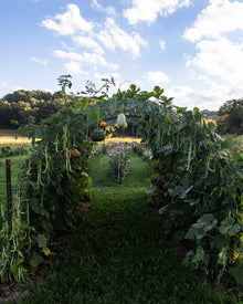 Squash, Winter 'Black Futsu'