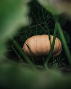 Pumpkin 'Long Island Cheese'