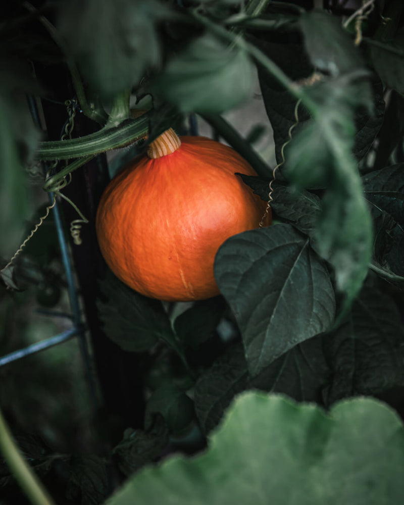Squash, Winter 'Red Kuri'