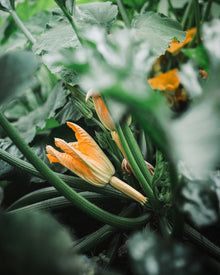 Squash, Summer 'Golden'