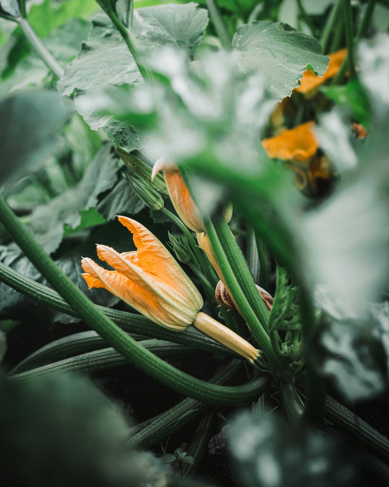 Squash, Summer 'Golden'