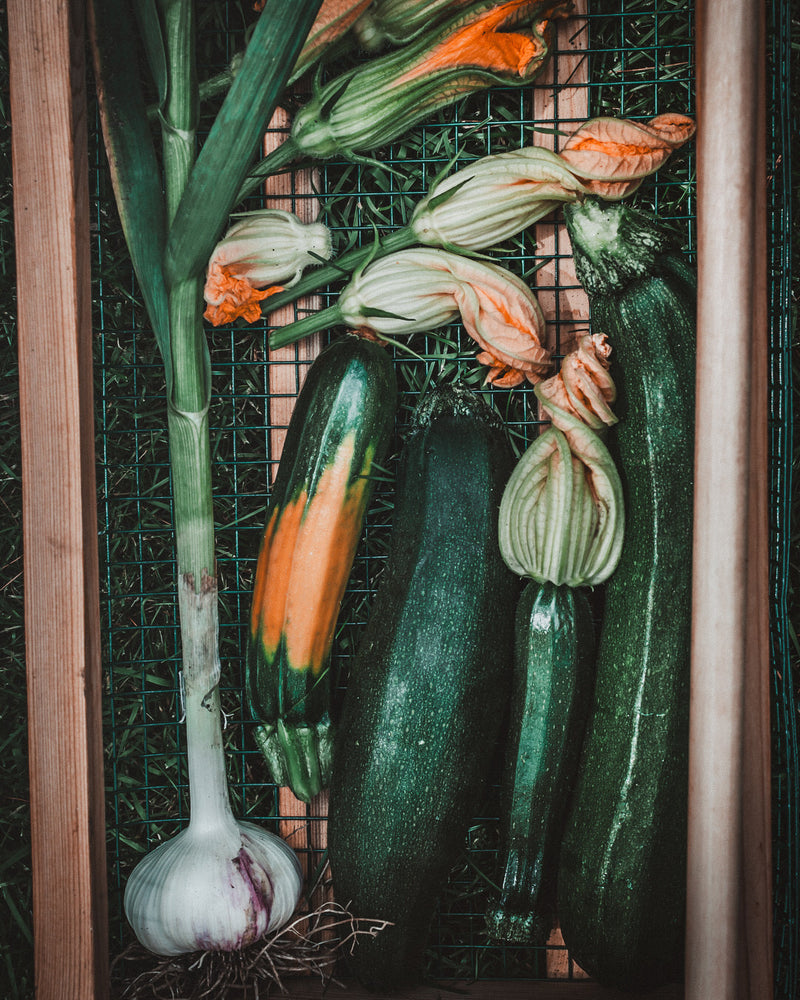 Squash, Summer 'Fordhook'