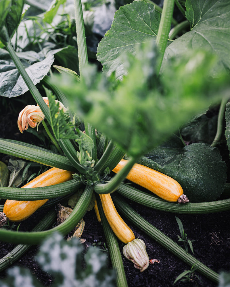 Squash, Summer 'Golden'