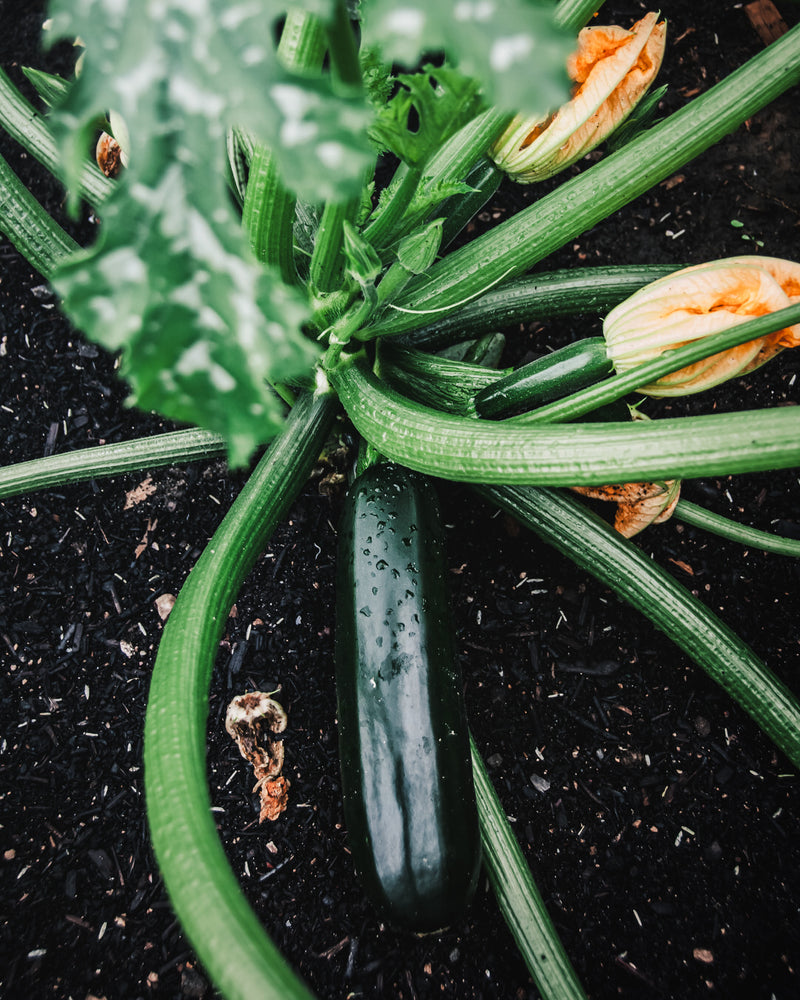 Squash, Summer 'Fordhook'