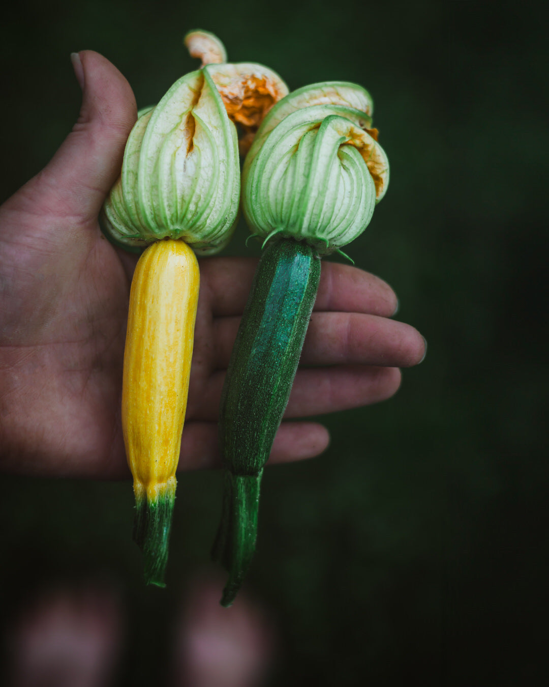 Squash, Summer 'Fordhook'