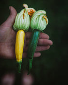 Squash, Summer 'Fordhook'