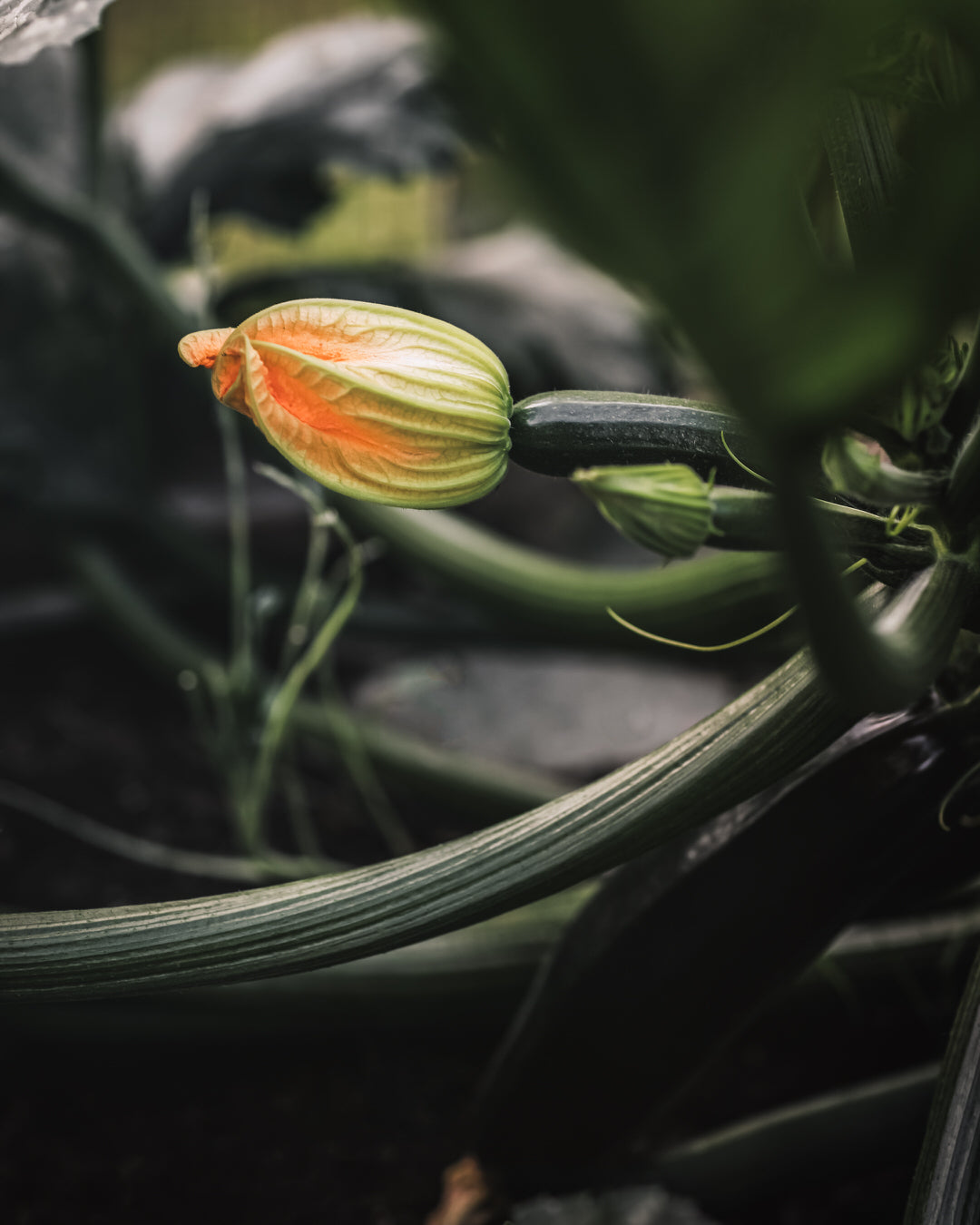 Squash, Summer 'Fordhook'