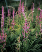 Statice 'Russian Statice'