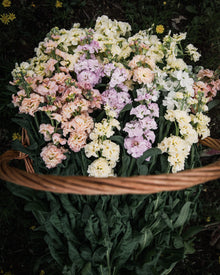 Stock 'Iron Paste Mixl'