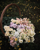 Stock 'Iron Paste Mixl'