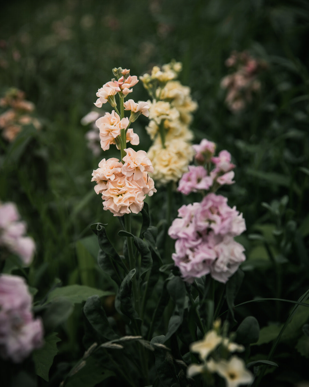 Stock 'Iron Paste Mixl'