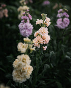 Stock 'Iron Paste Mixl'