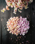 Stock 'Apricot & Cherry Blossom Mix'