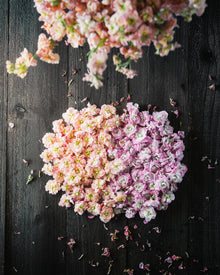 Stock 'Apricot & Cherry Blossom Mix'