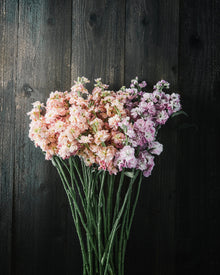 Stock 'Apricot & Cherry Blossom Mix'