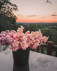 Stock 'Apricot & Cherry Blossom Mix'