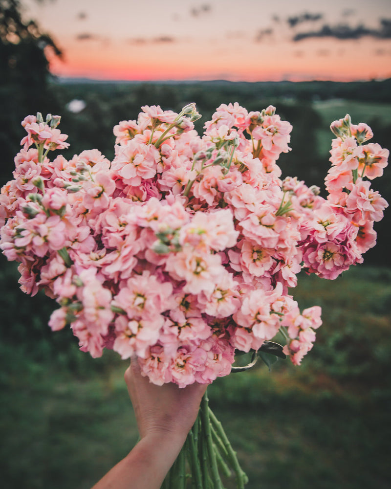 Stock 'Apricot & Cherry Blossom Mix'