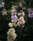 Stock 'Iron Paste Mixl'