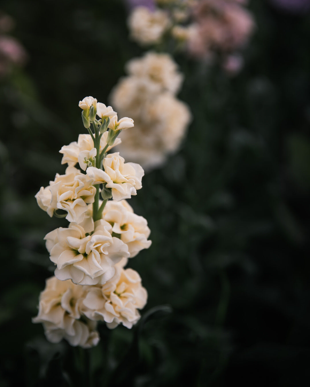 Stock 'Iron Paste Mixl'