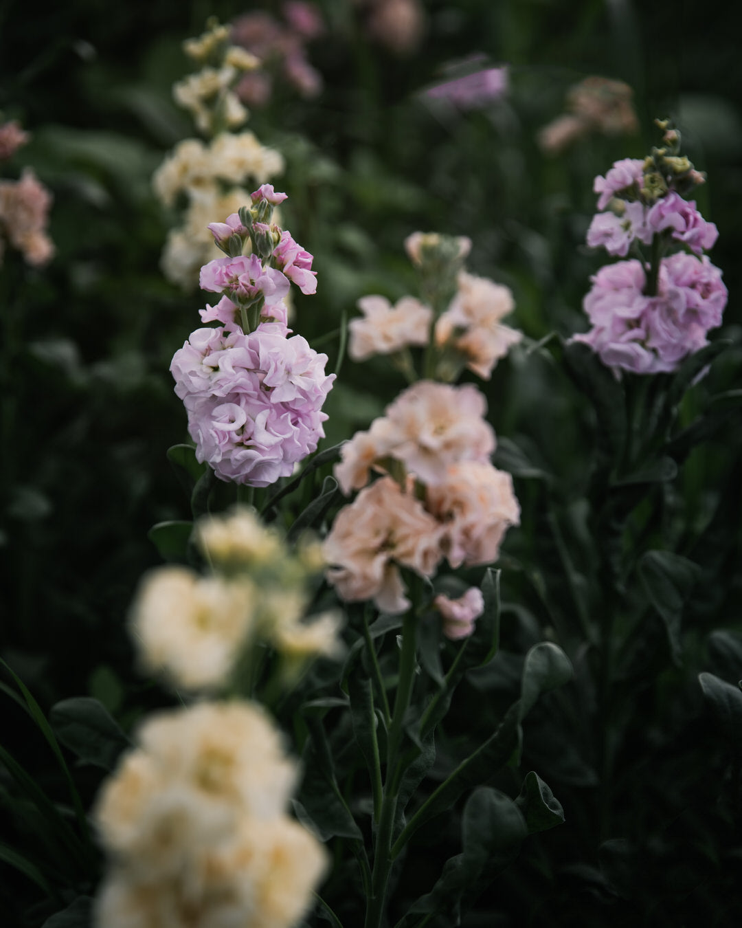 Stock 'Iron Paste Mixl'