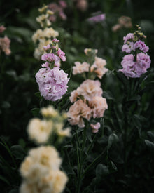 Stock 'Iron Paste Mixl'