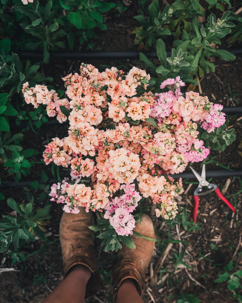 Stock 'Apricot & Cherry Blossom Mix'
