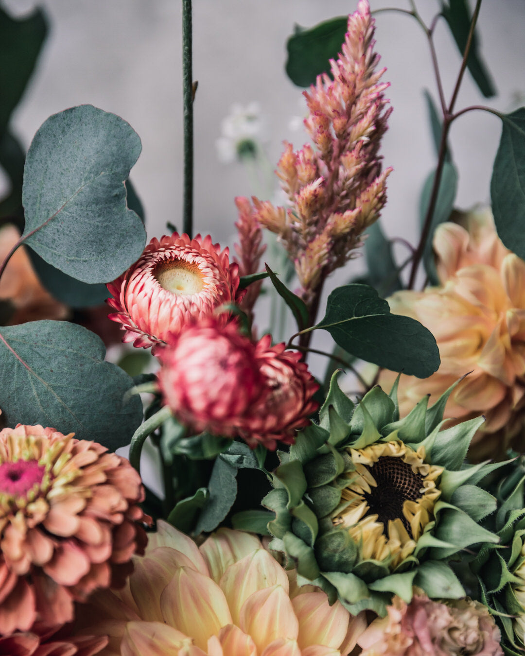 Strawflower 'Apricot Peach Mix'