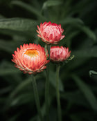 Strawflower 'Apricot Peach Mix'