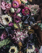 Sunflower 'ProCut® White Nite'