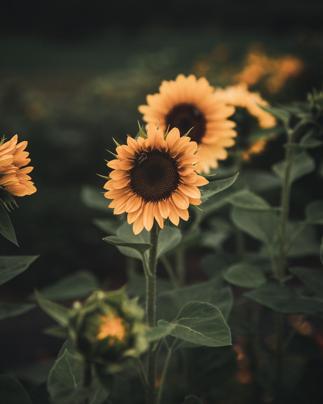 Sunflower 'ProCut® Peach'