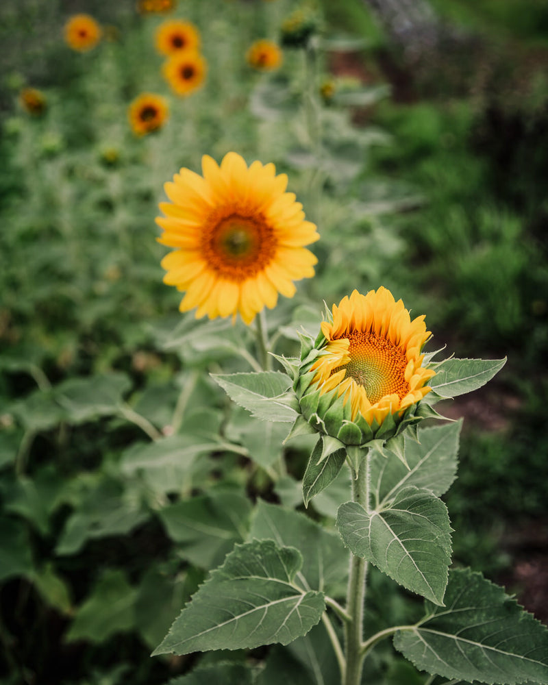 Sunflower 'ProCut® Gold Lite DMR'