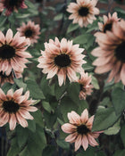 Sunflower 'ProCut® Plum'