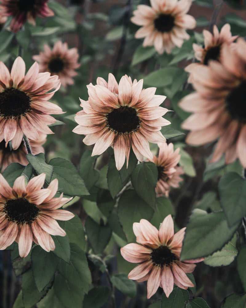 Sunflower 'ProCut® Plum'