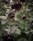 Sunflower 'ProCut® Red'