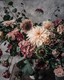 Scabiosa 'Black Knight'