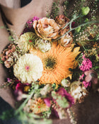 Zinnia 'Queeny Lime Blush'