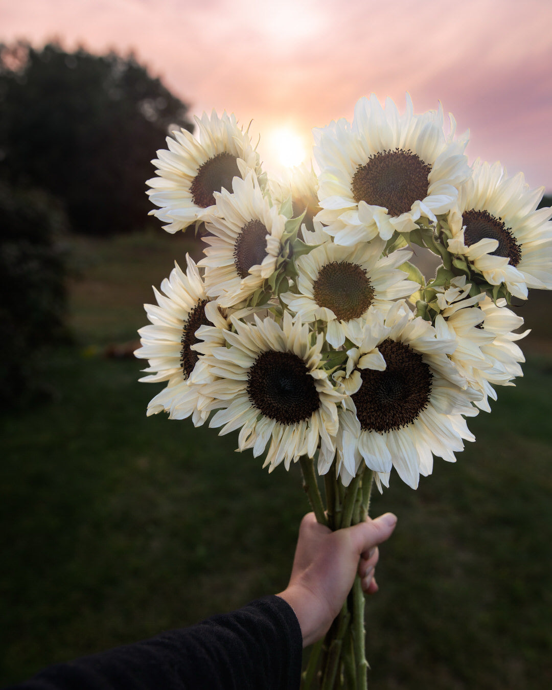 Sunflower 'ProCut® White Nite'