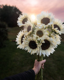 Sunflower 'ProCut® White Nite'
