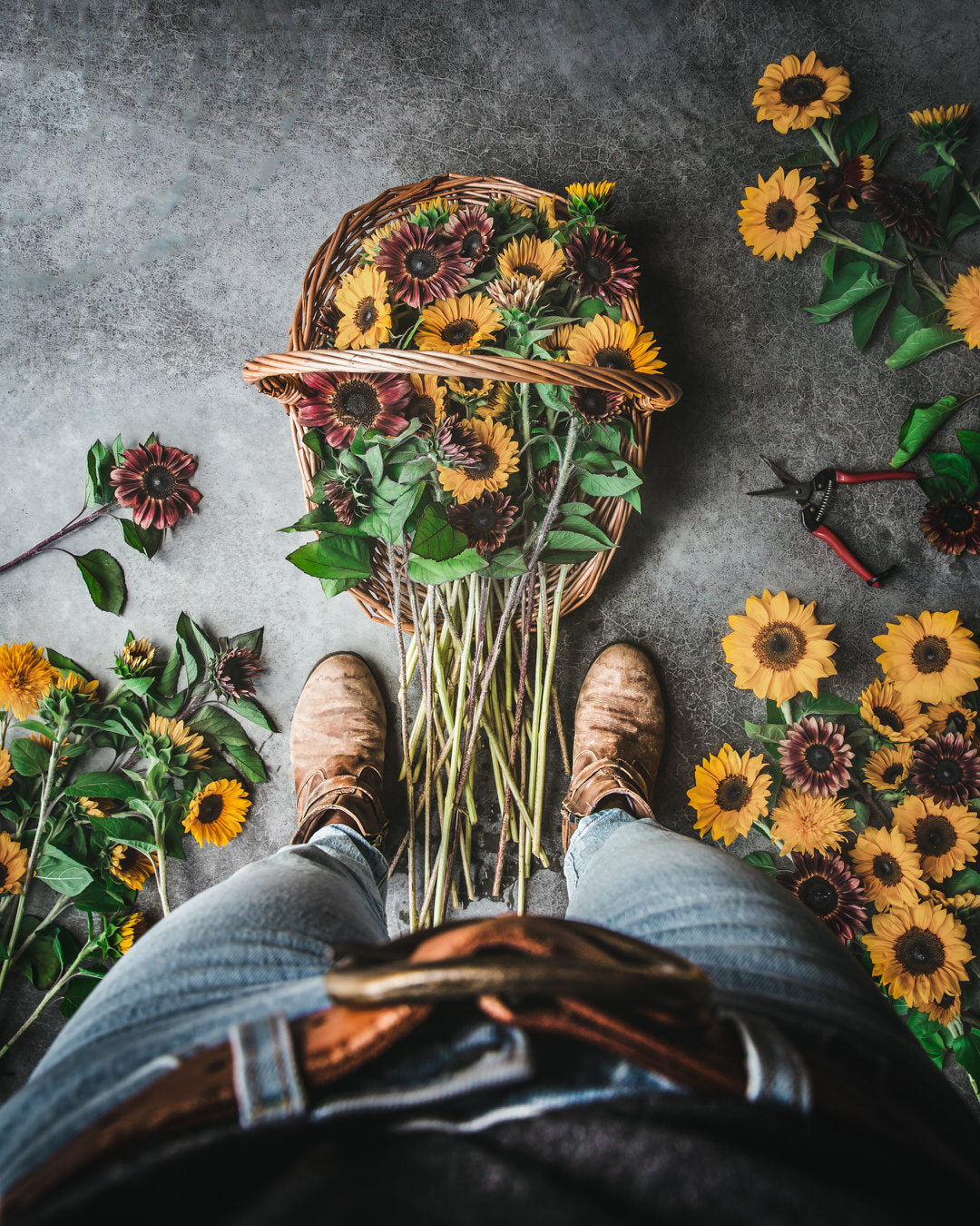 Sunflower 'ProCut® Red'