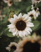 Sunflower 'ProCut® White Nite'