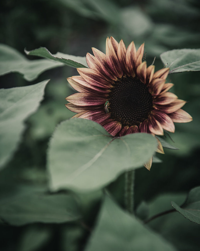 Sunflower 'ProCut® Plum'