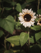Sunflower 'ProCut® White Nite'