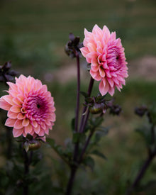 Dahlia Sweet Sanne (Limit 1)