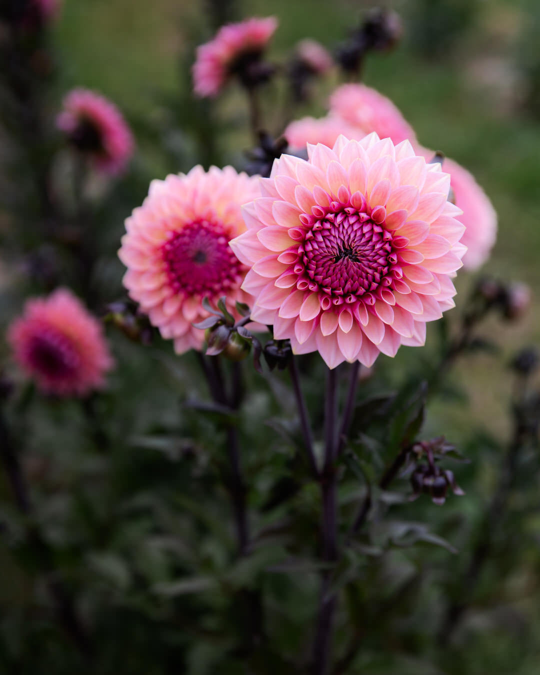 Dahlia Sweet Sanne (Limit 1)