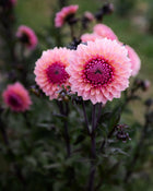 Dahlia Sweet Sanne (Limit 1)
