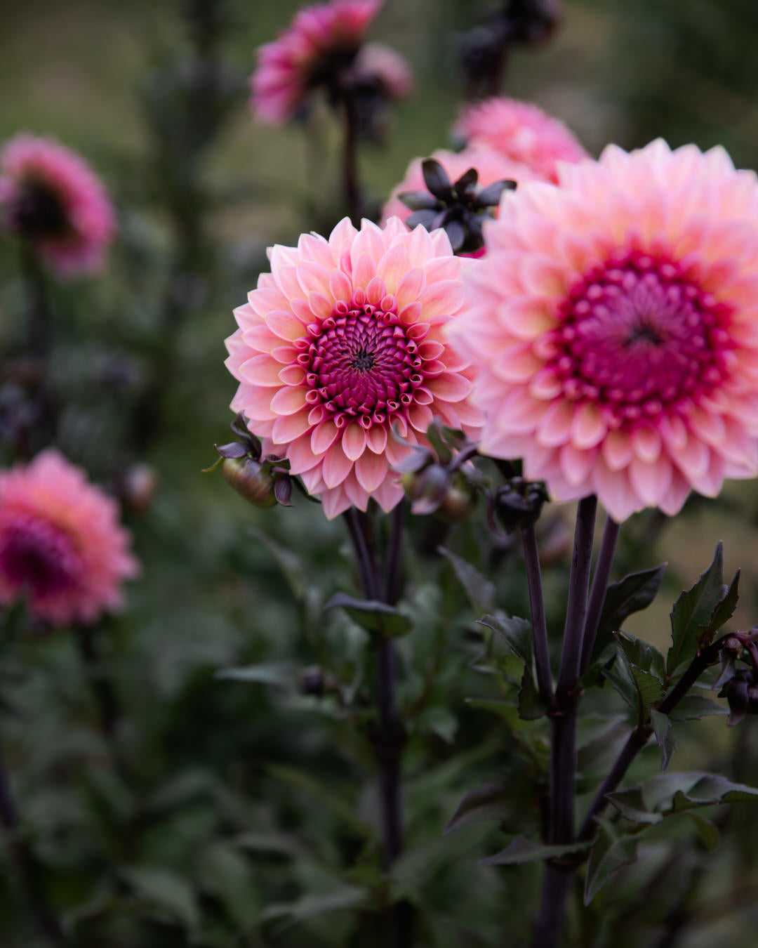 Dahlia Sweet Sanne (Limit 1)