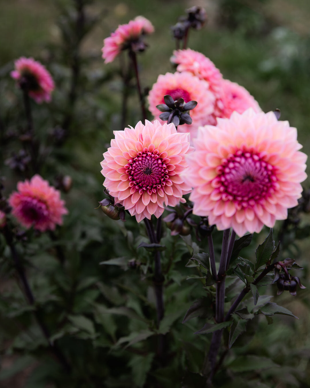 Dahlia Sweet Sanne (Limit 1)