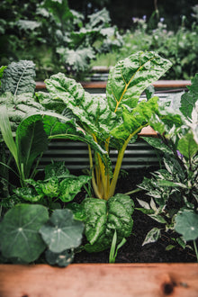 Swiss Chard 'Bright Lights'