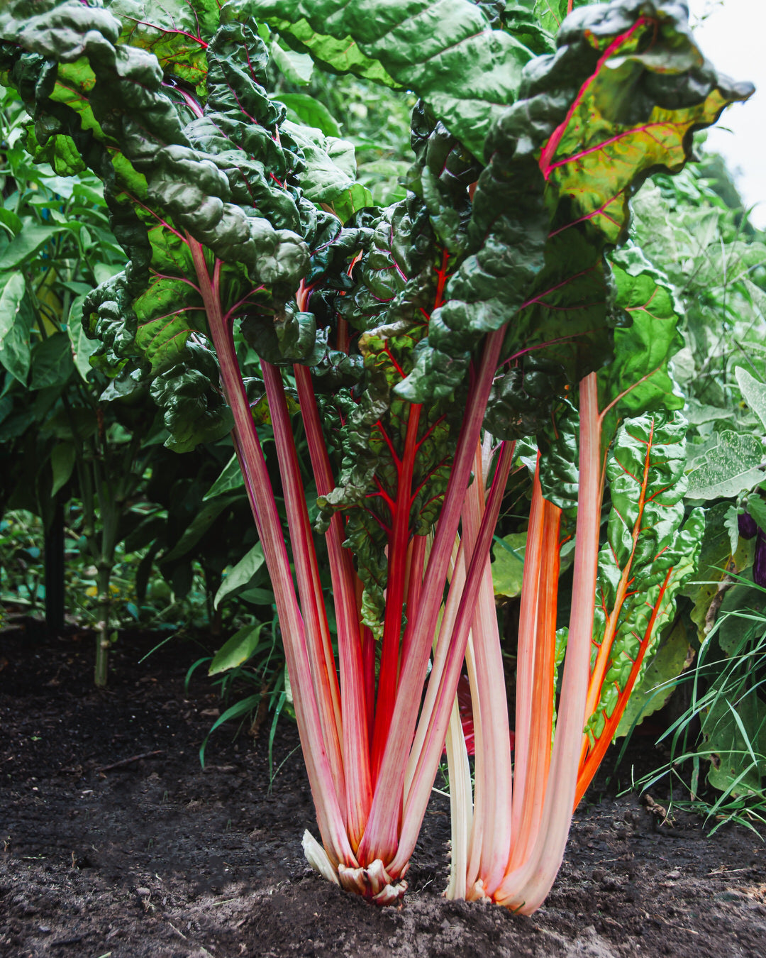 Swiss Chard 'Bright Lights'