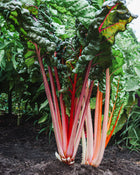 Swiss Chard 'Bright Lights'